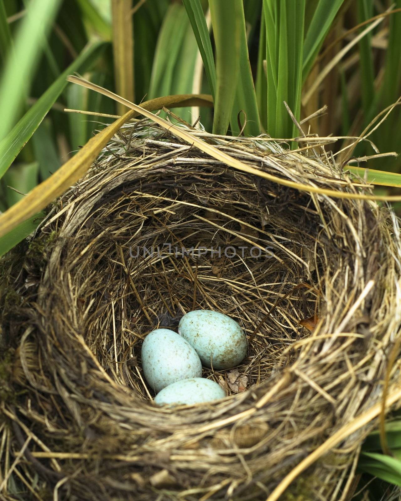 blackbird eggs in the nest by leafy