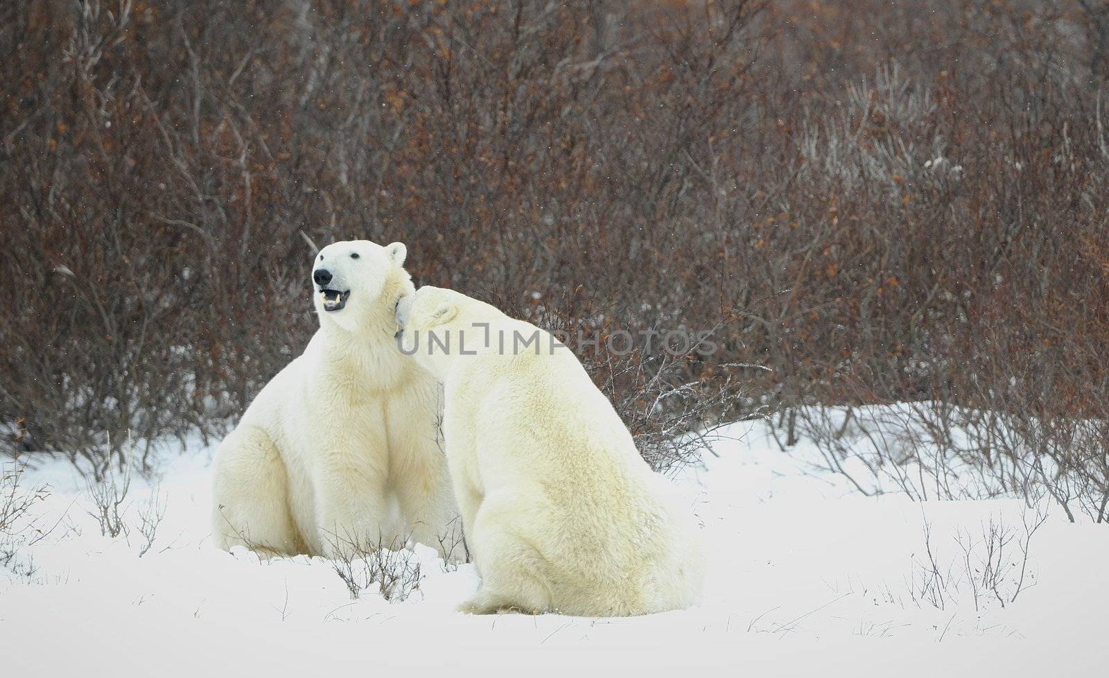 Dialogue of polar bears. Two polar bears have met against a dark bush and are measured by mouths.