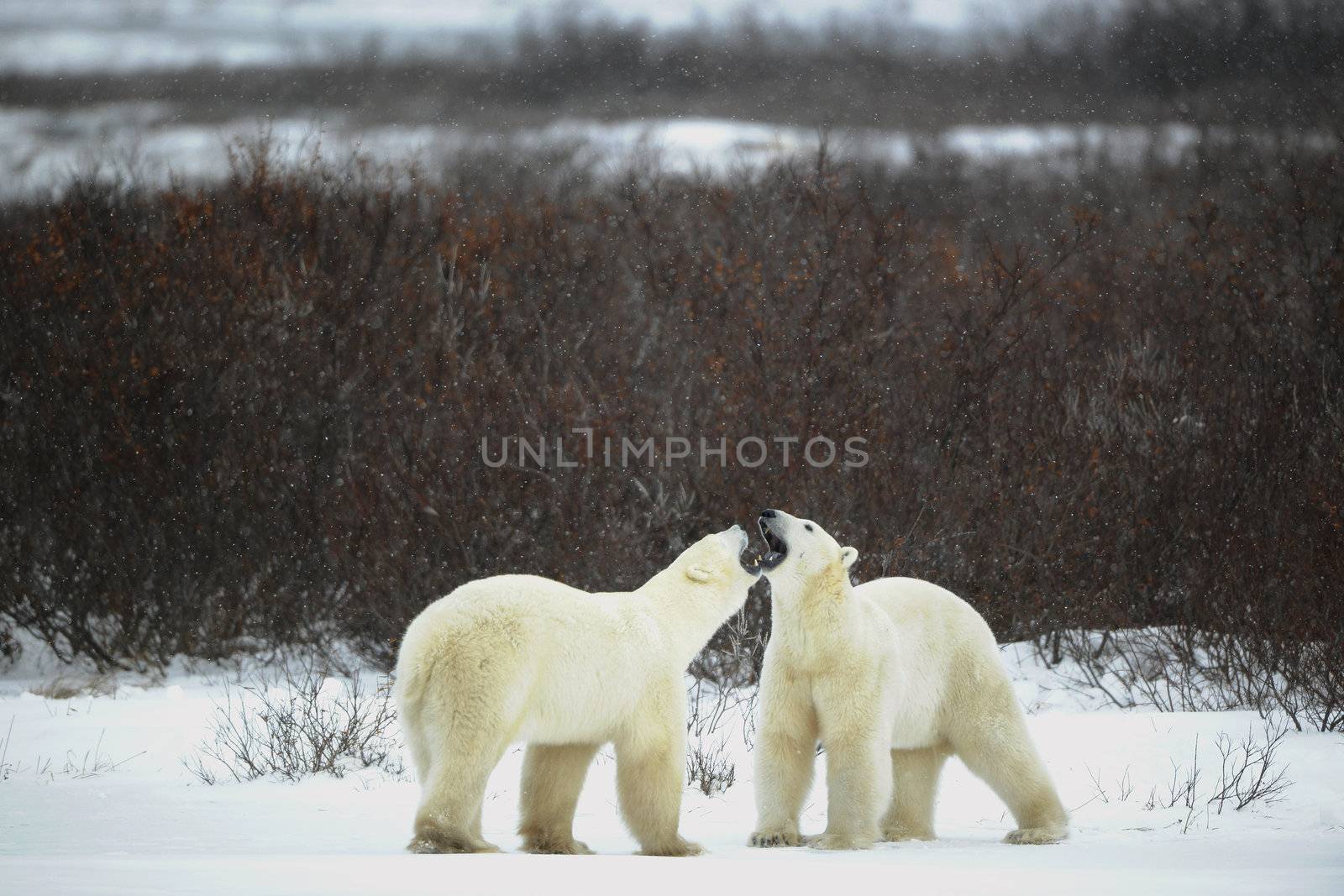 Dialogue of polar bears. Two polar bears have met against a dark bush and are measured by mouths.