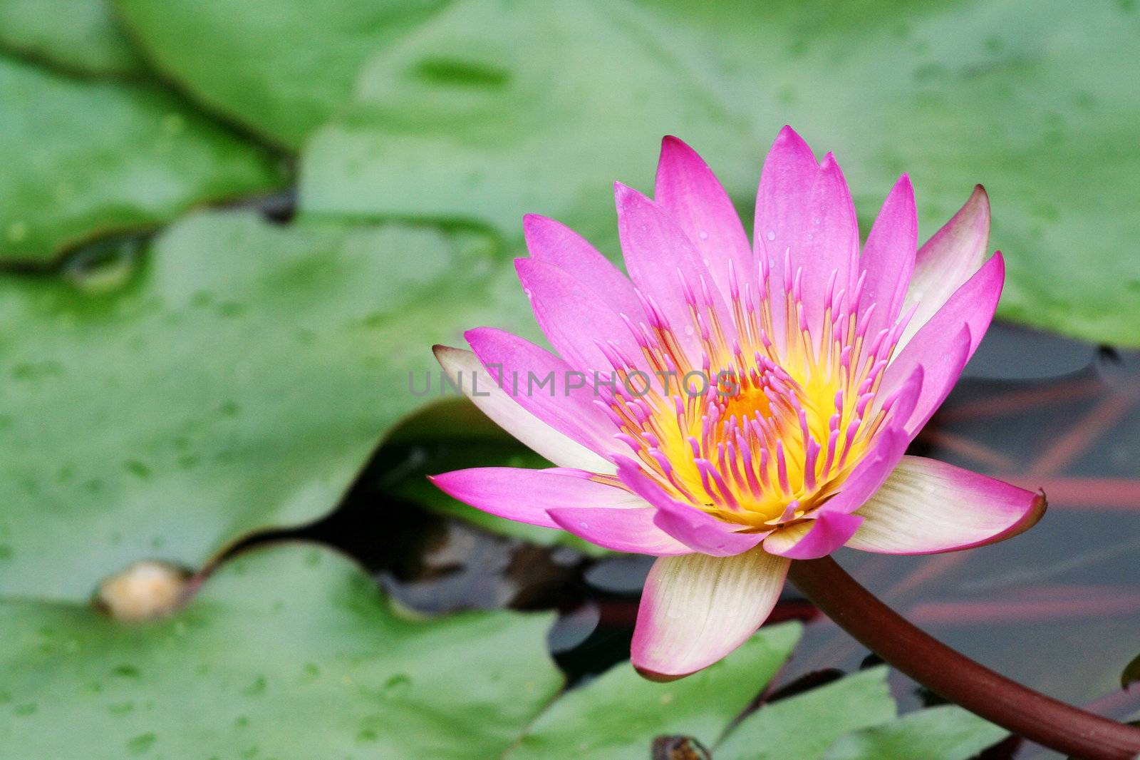 a waterlily in a peaceful garden of Hong Kong.