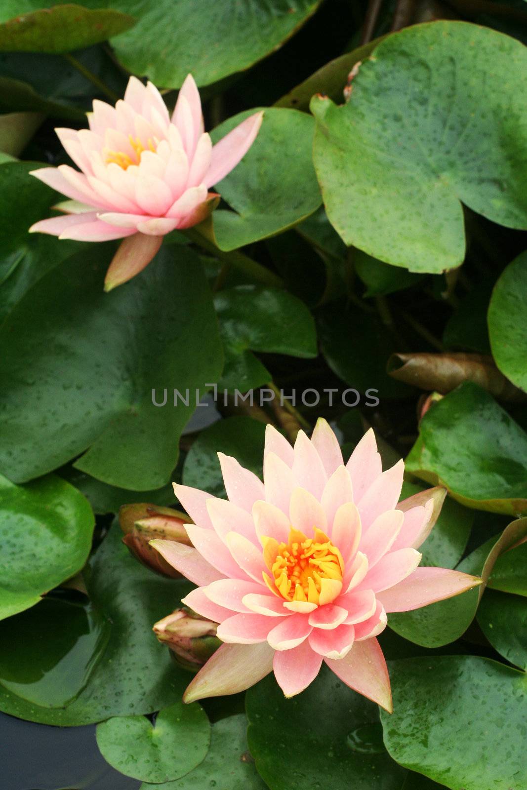waterlily by Jayone1981