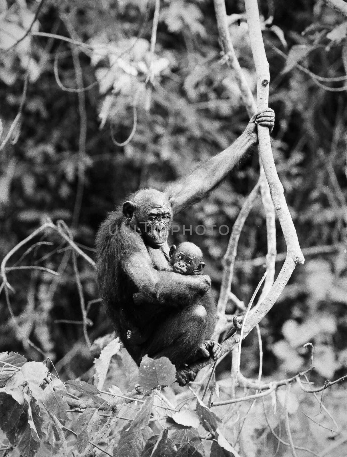 Dwarfish shimpaze - bonobo with a cub in a native habitat