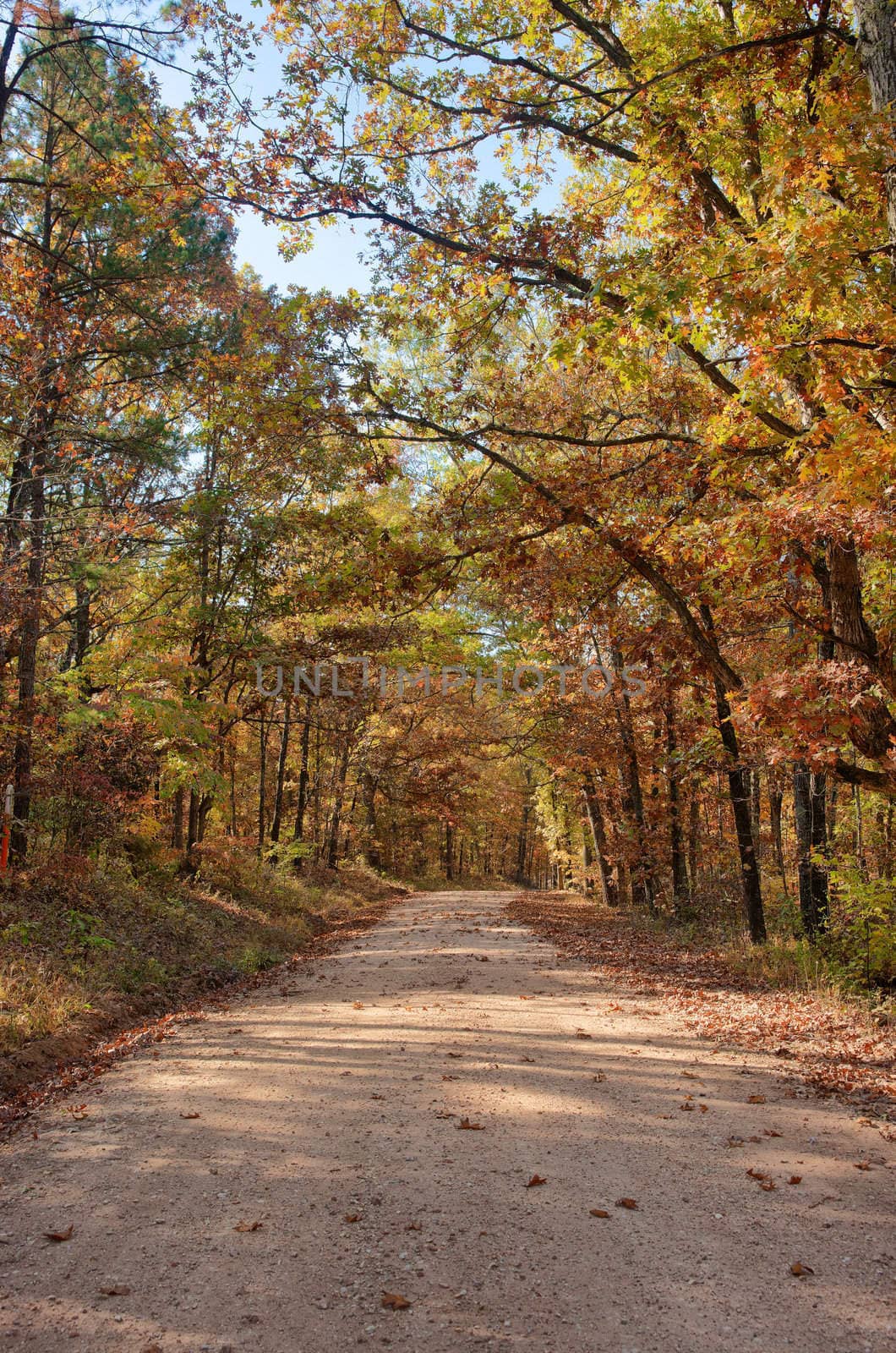 country road through autumn trees by clearviewstock