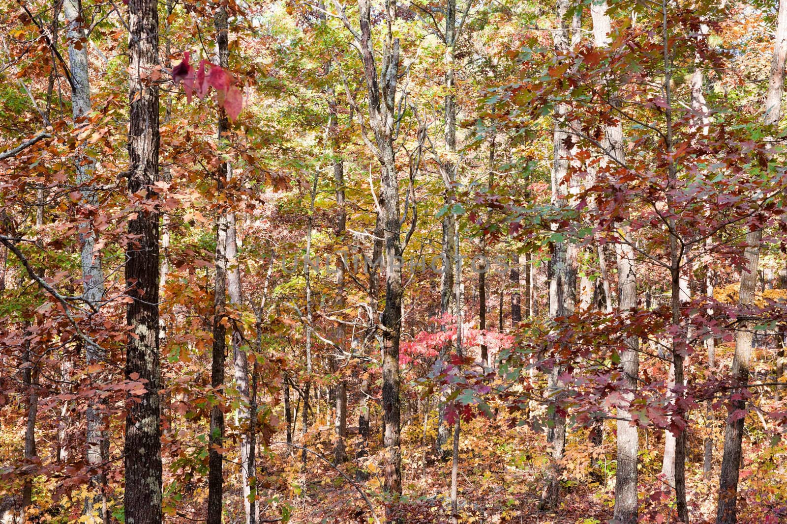 colors of autumn or fall in the forest