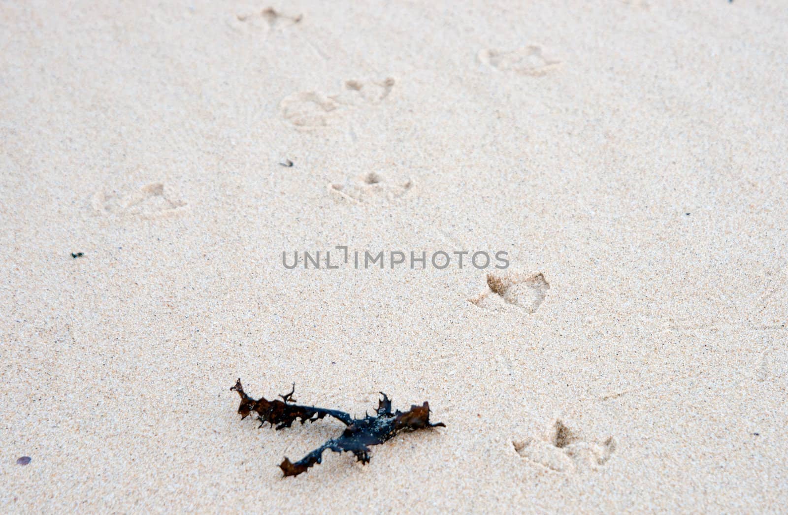 seagull bird tracks in the white sand at the beach