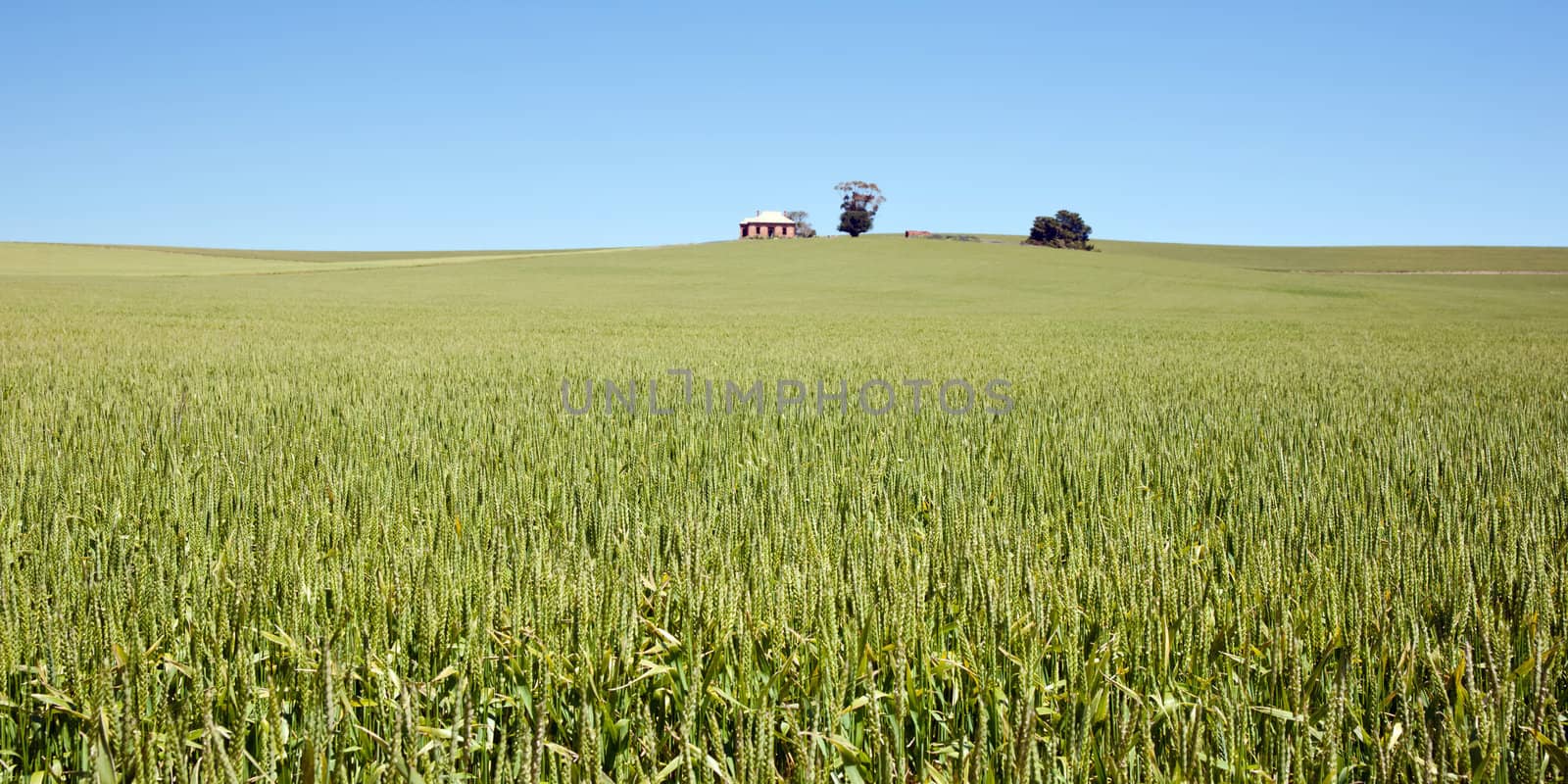 wheat grass in countryside by clearviewstock
