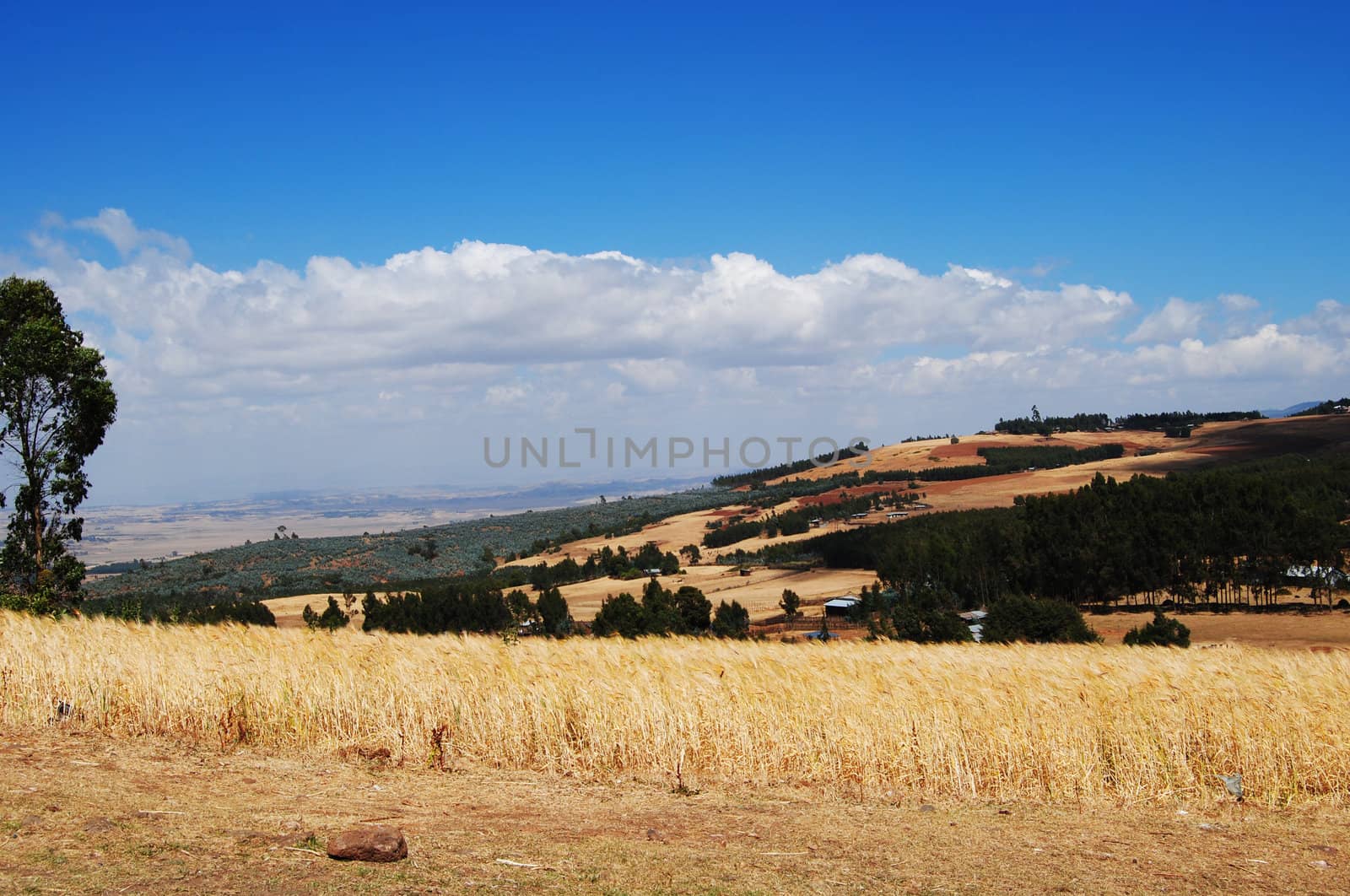 farmland in Ethiopia