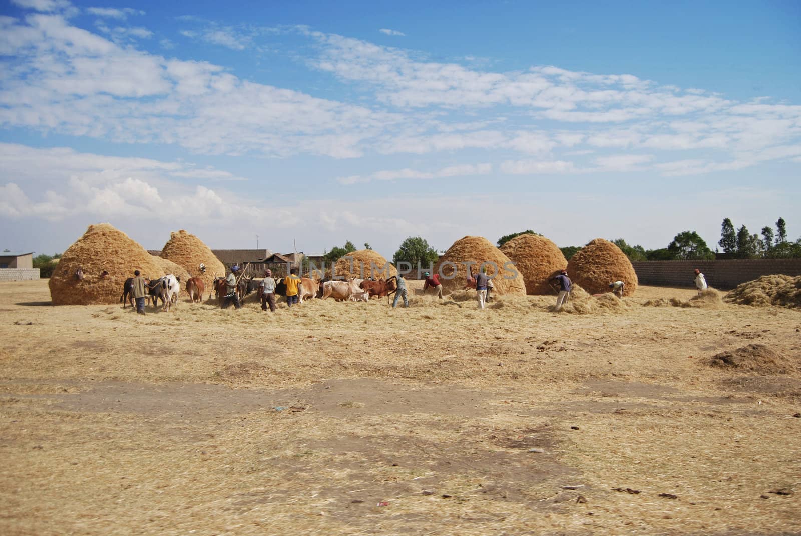 Farmers working on ethiopian countryside