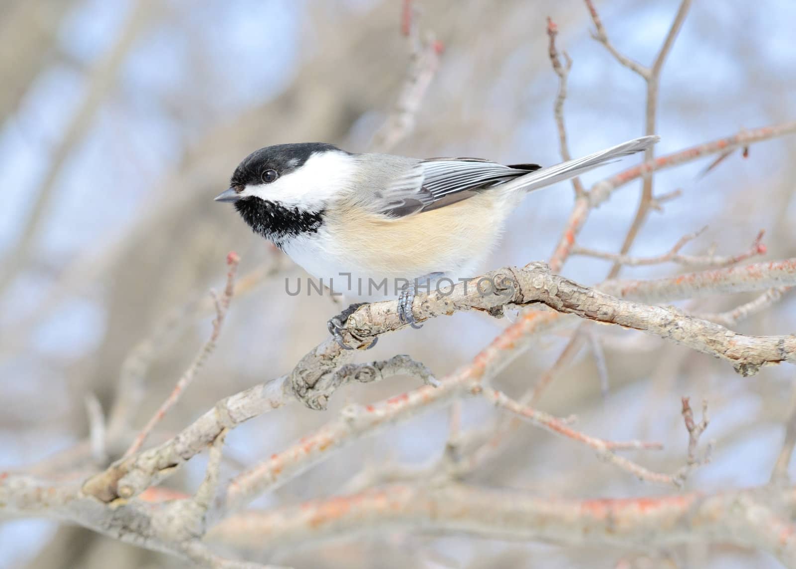 A black-capped chickadee perched on a tree branch.