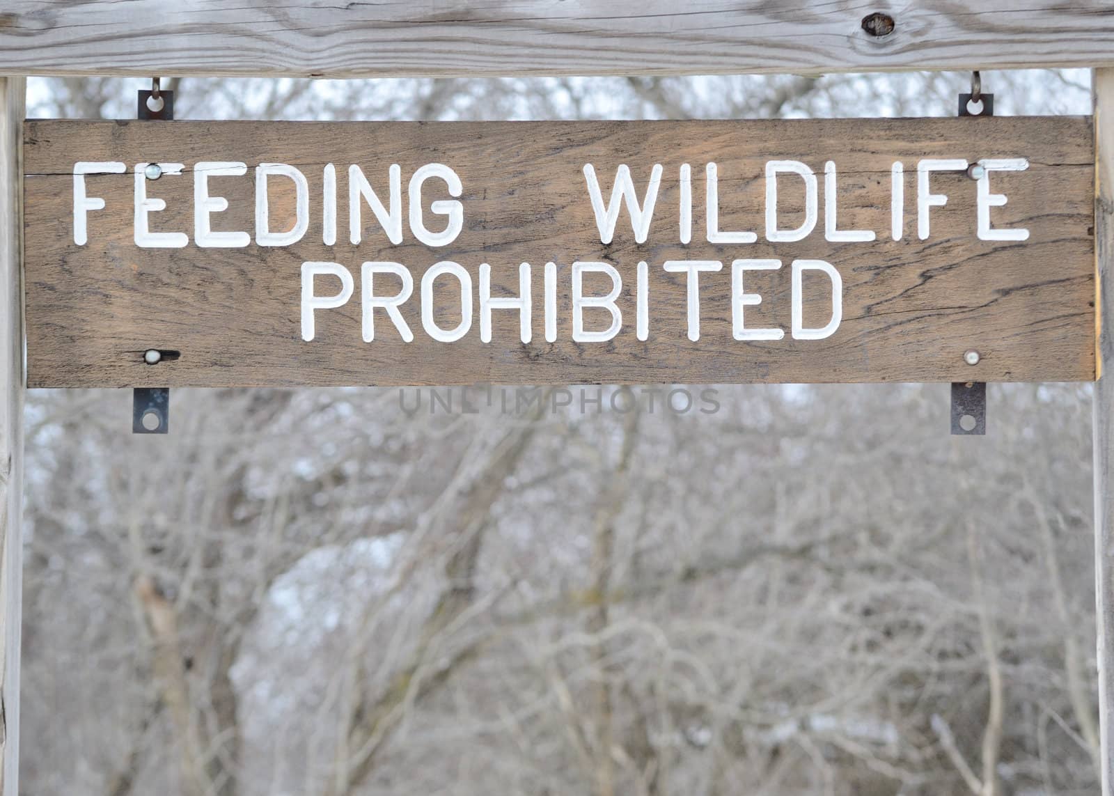 No Feeding Wildlife Sign by brm1949