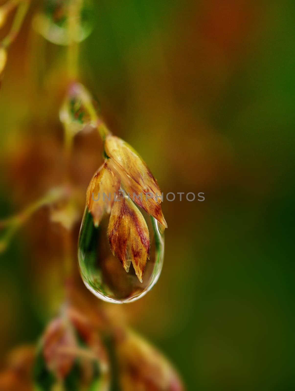 Single dew drop quivers with colors captured within; the world in a drop of dew; 