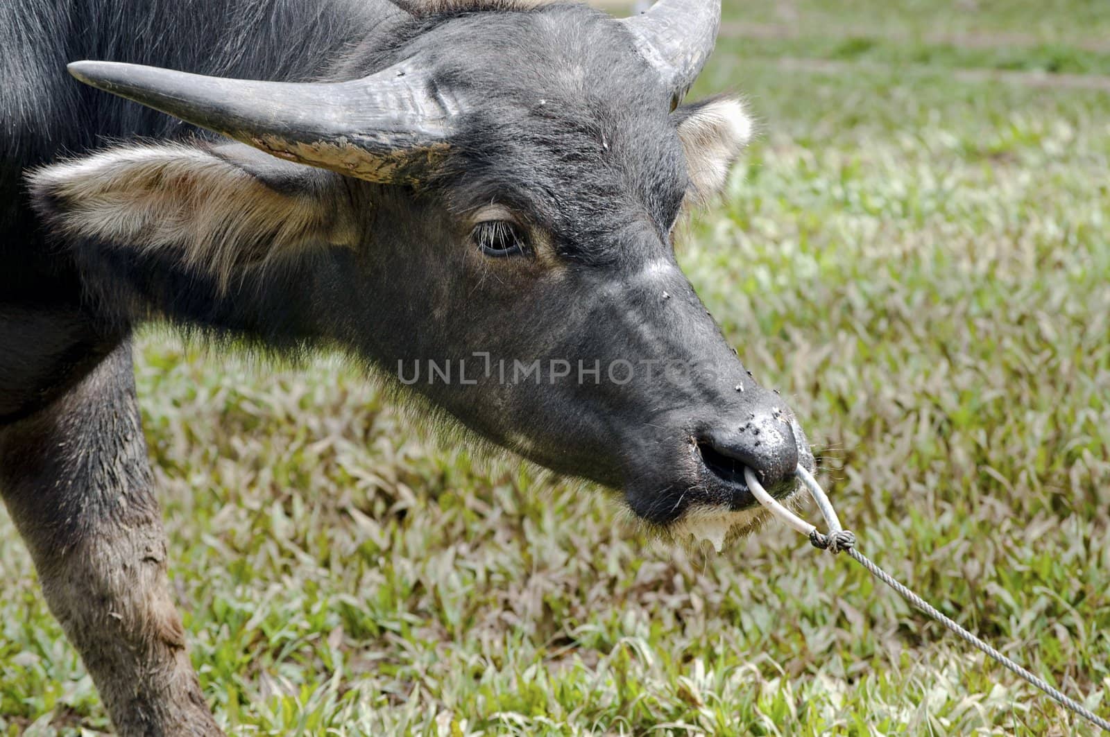 Tied Indonesian Buffalo trying to get free