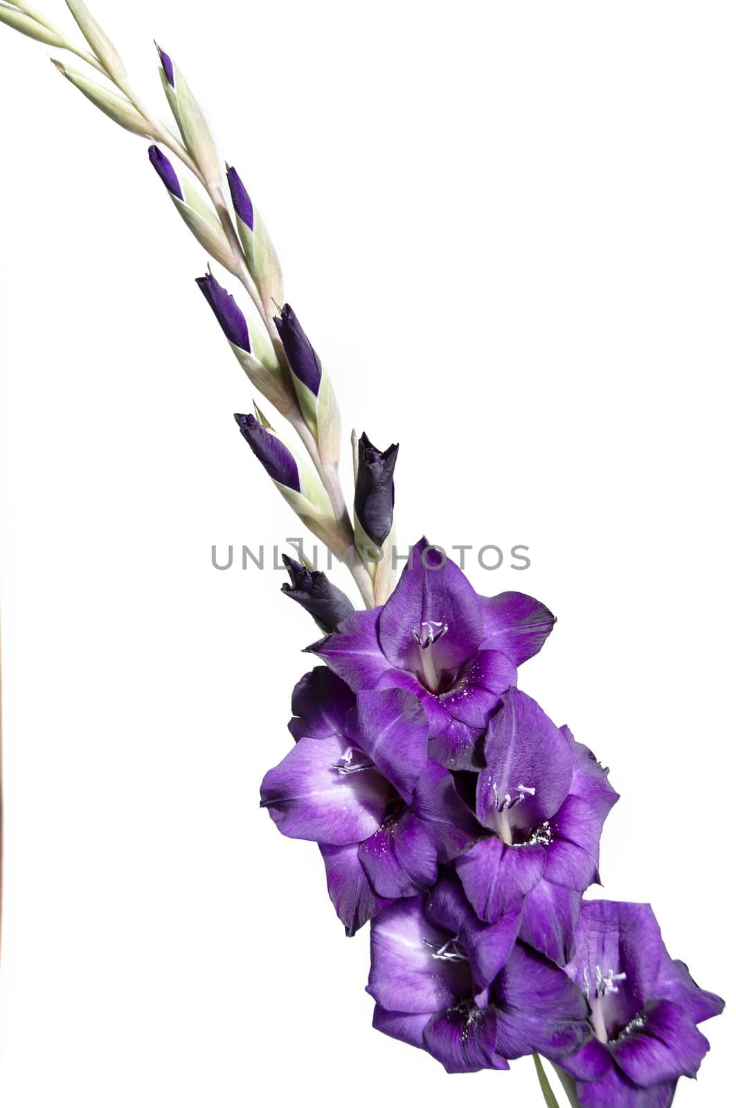 A purple gladiolus isolated on a white background