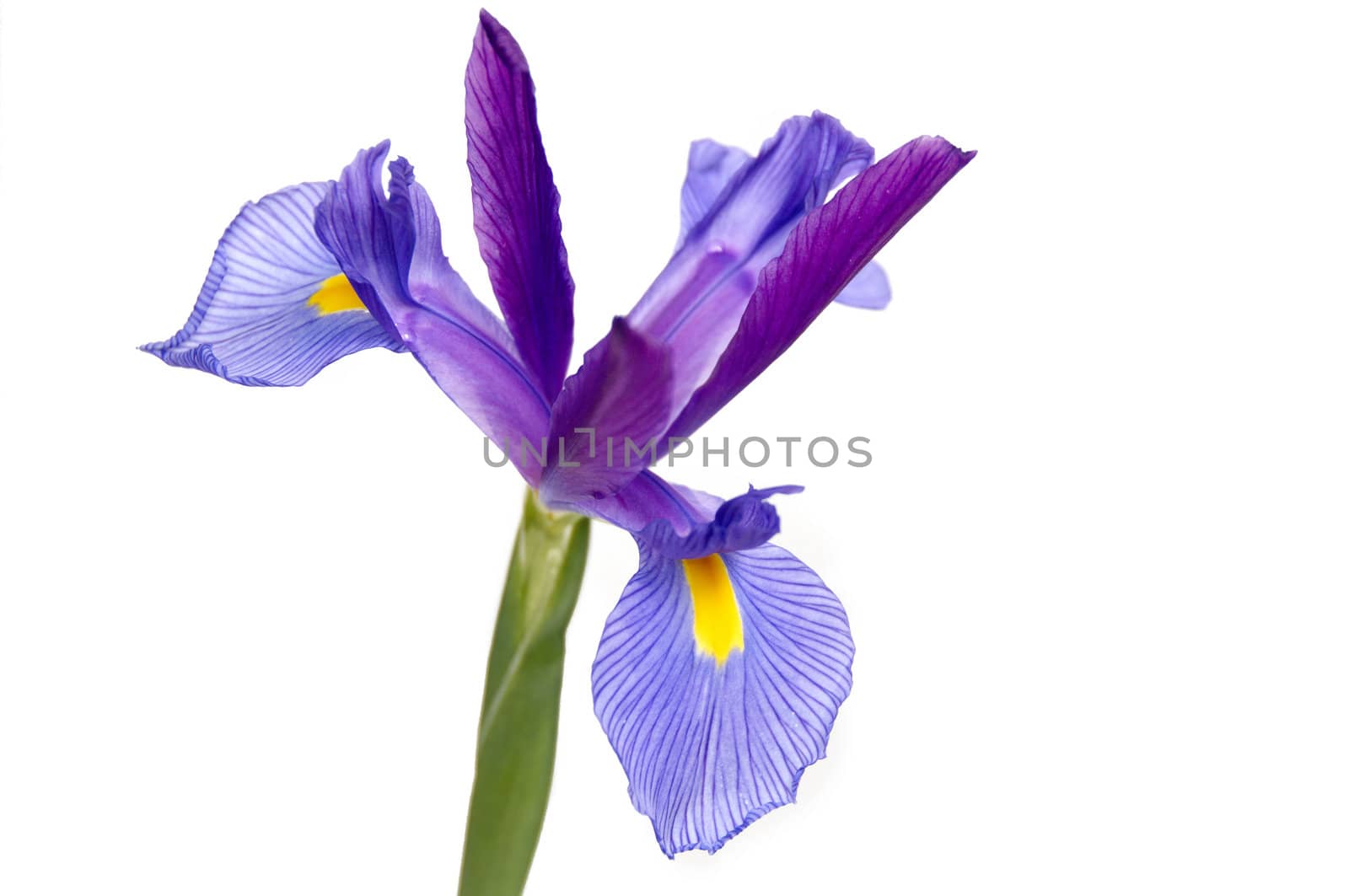 A purple and yellow Iris isolated on a white background