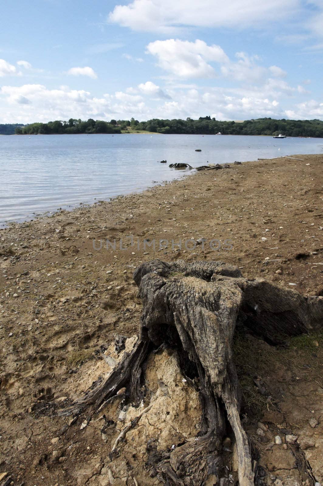 A tree stump on the shore of a lake in Kent 