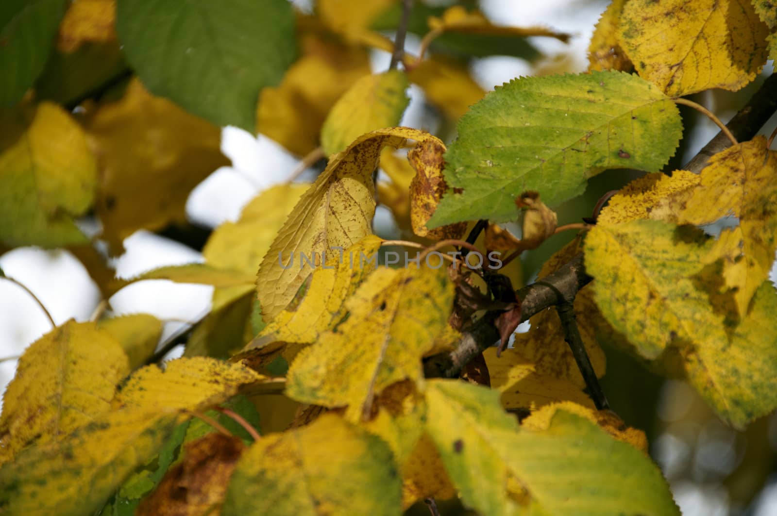 Detail of the leaves on a tree in Autumn