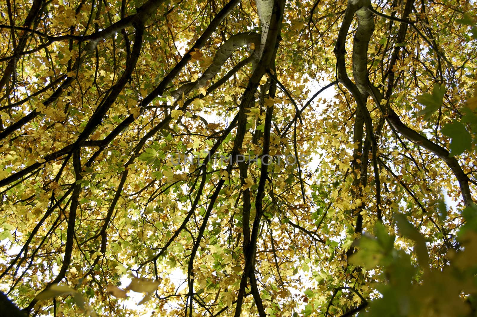 Detail of the leaves on a tree in Autumn