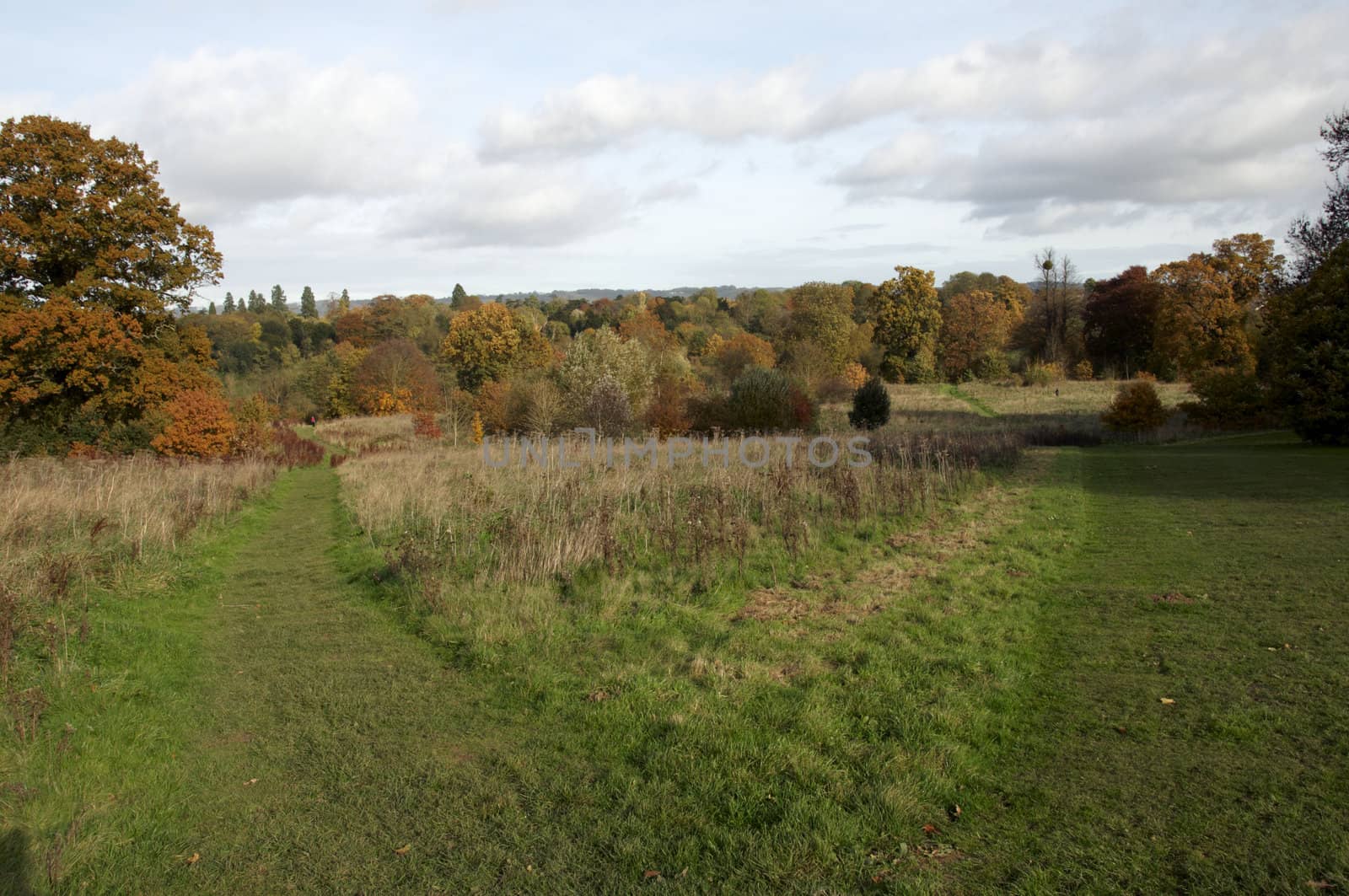 Trees in a park in Autumn