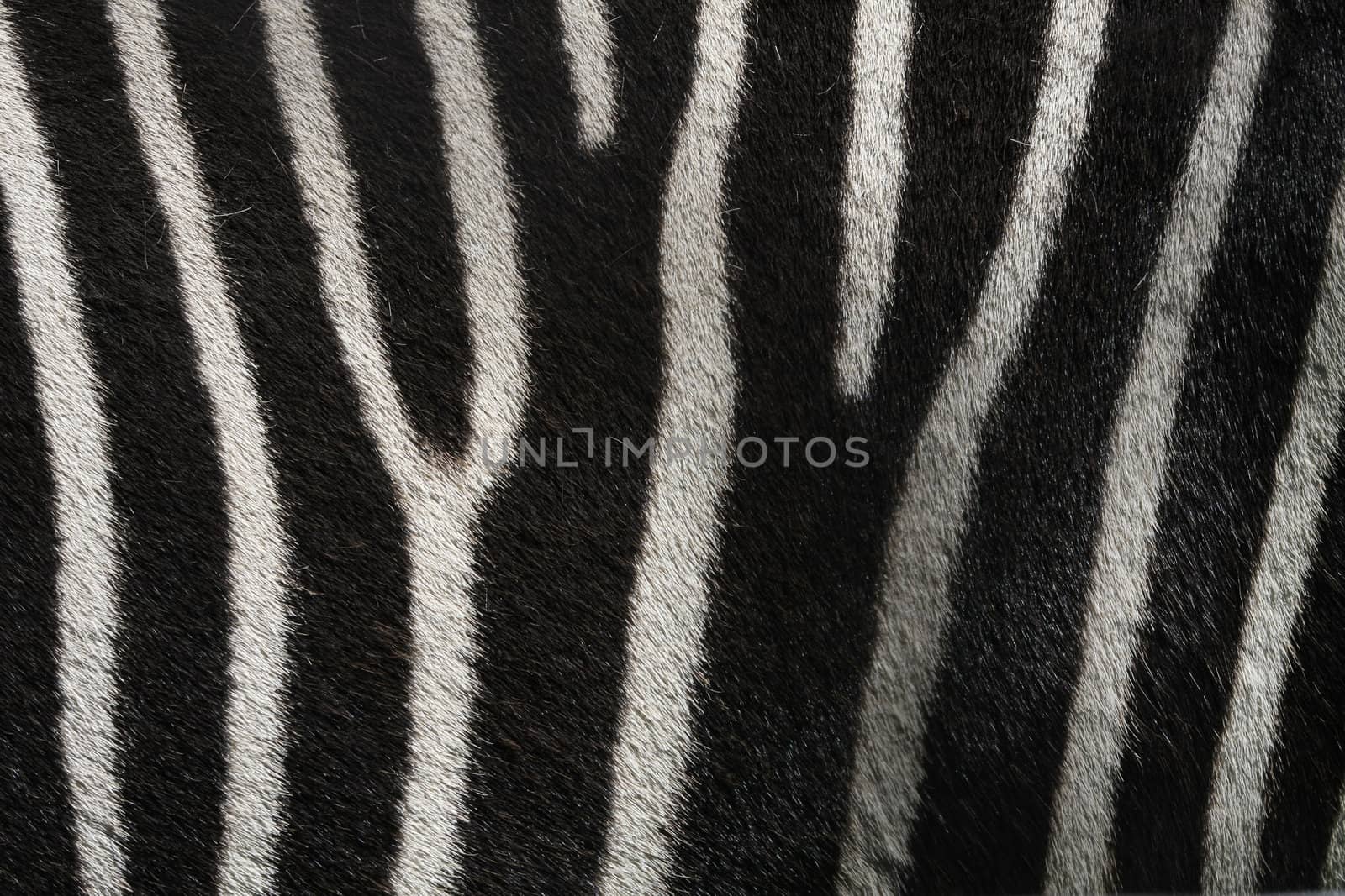 Real zebra fur texture.