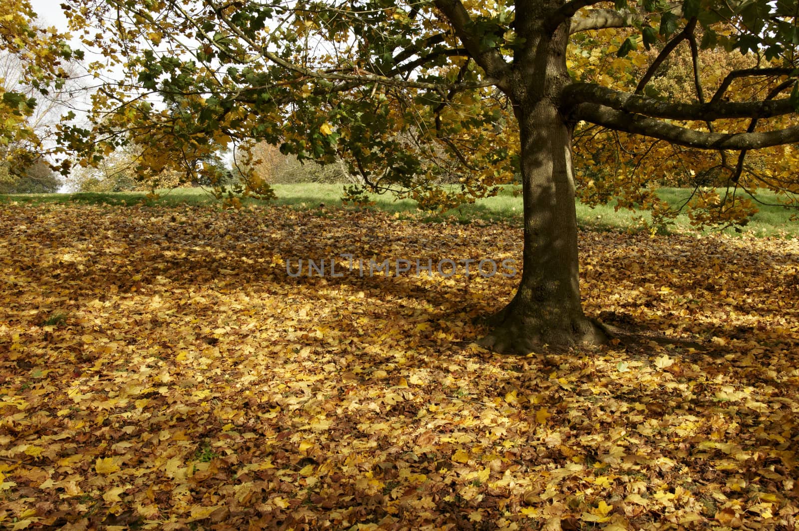 Autumn park by mbtaichi