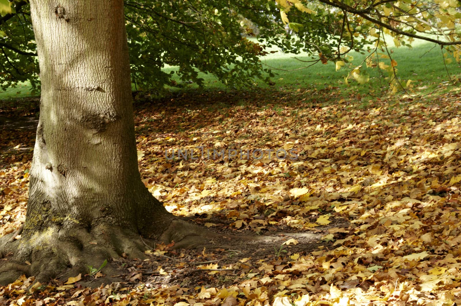 Trees in a park in Autumn