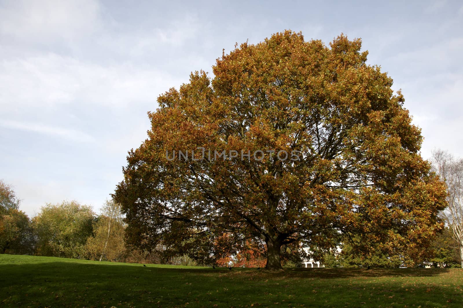 Trees in a park in Autumn