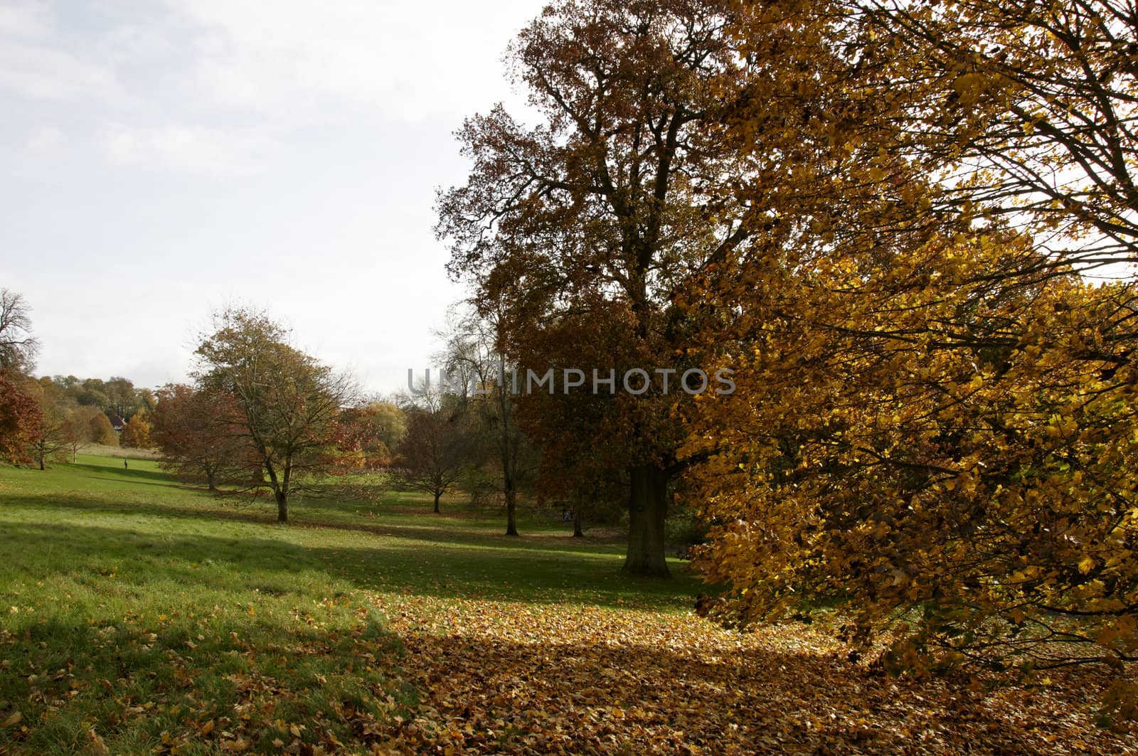 Trees in a park in Autumn