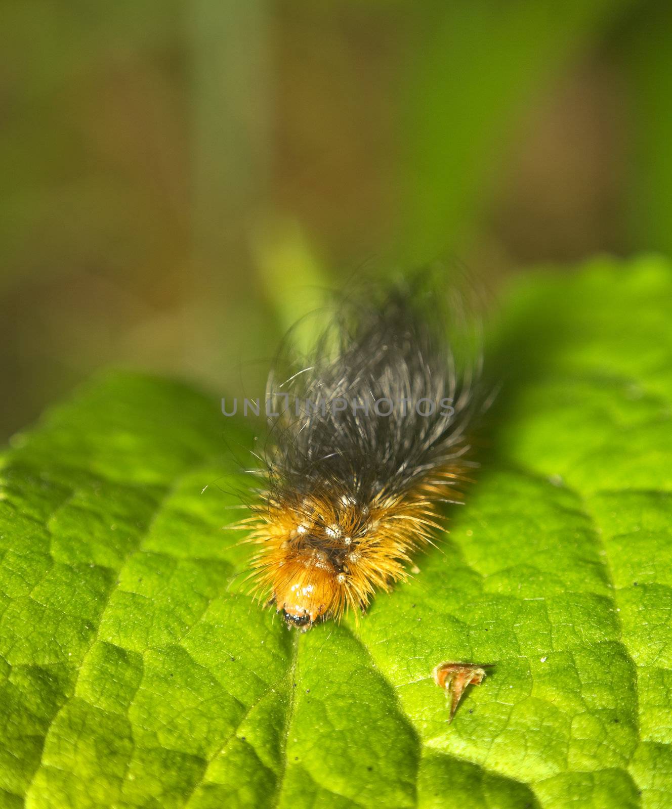 Caterpillar on green leaf