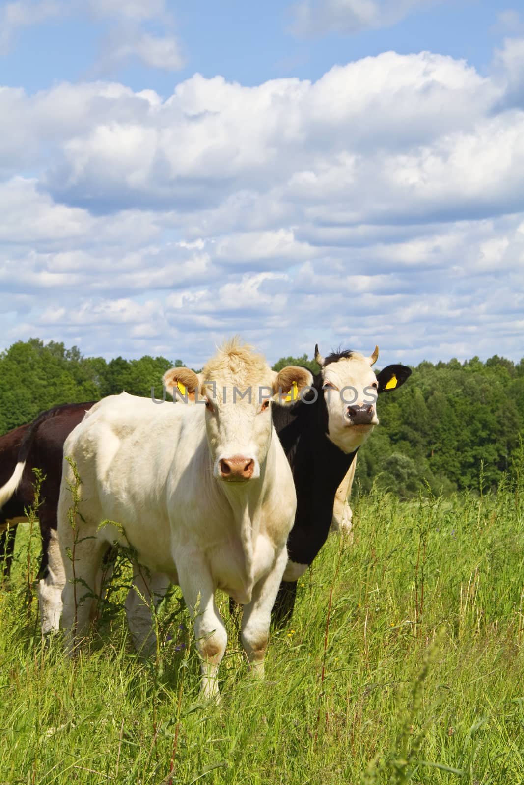 cows in the meadow