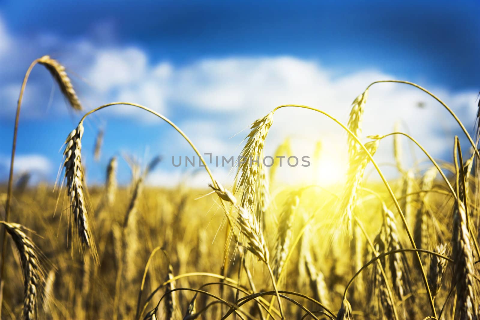 field of ripe wheat, sunset