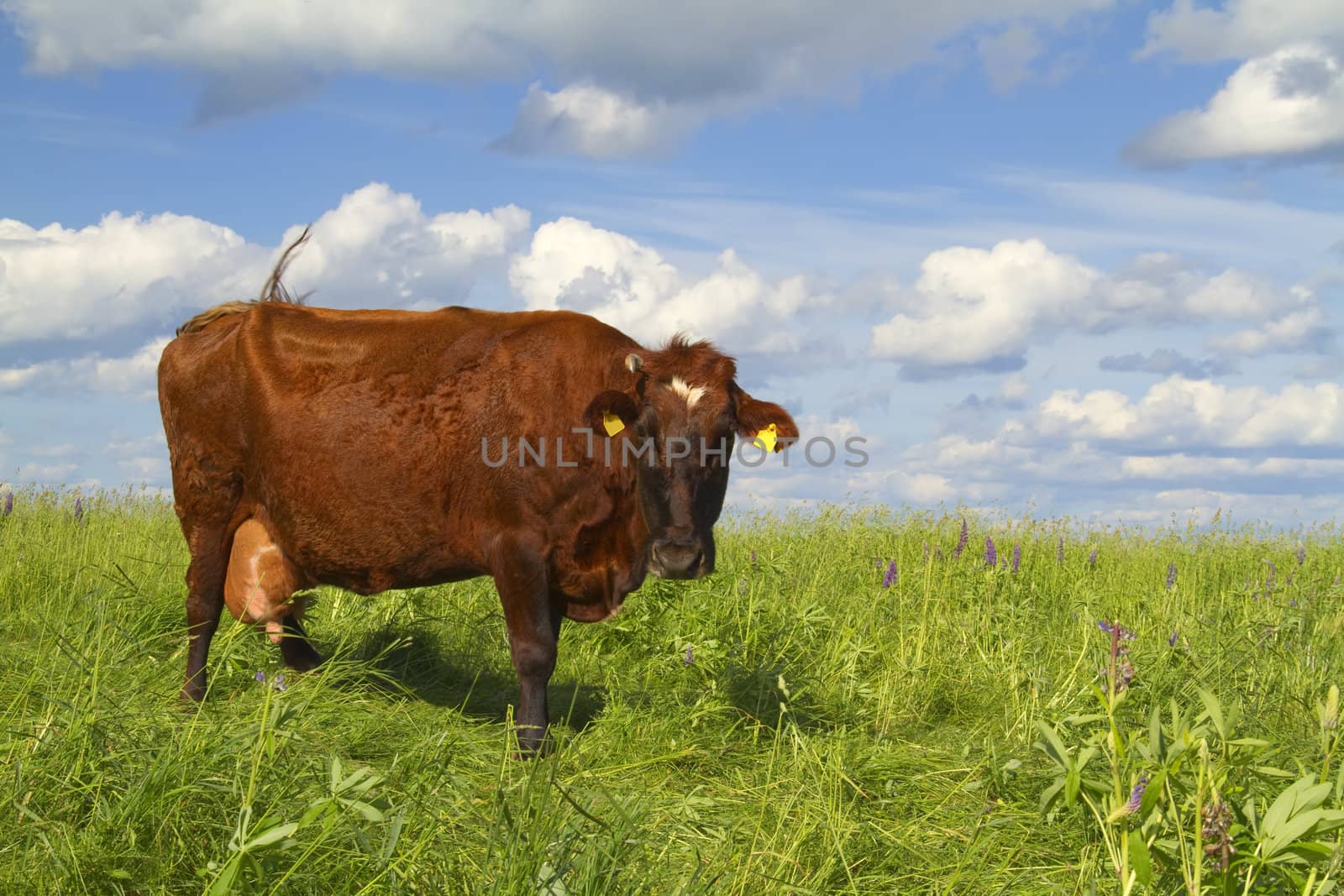 cow in the meadow