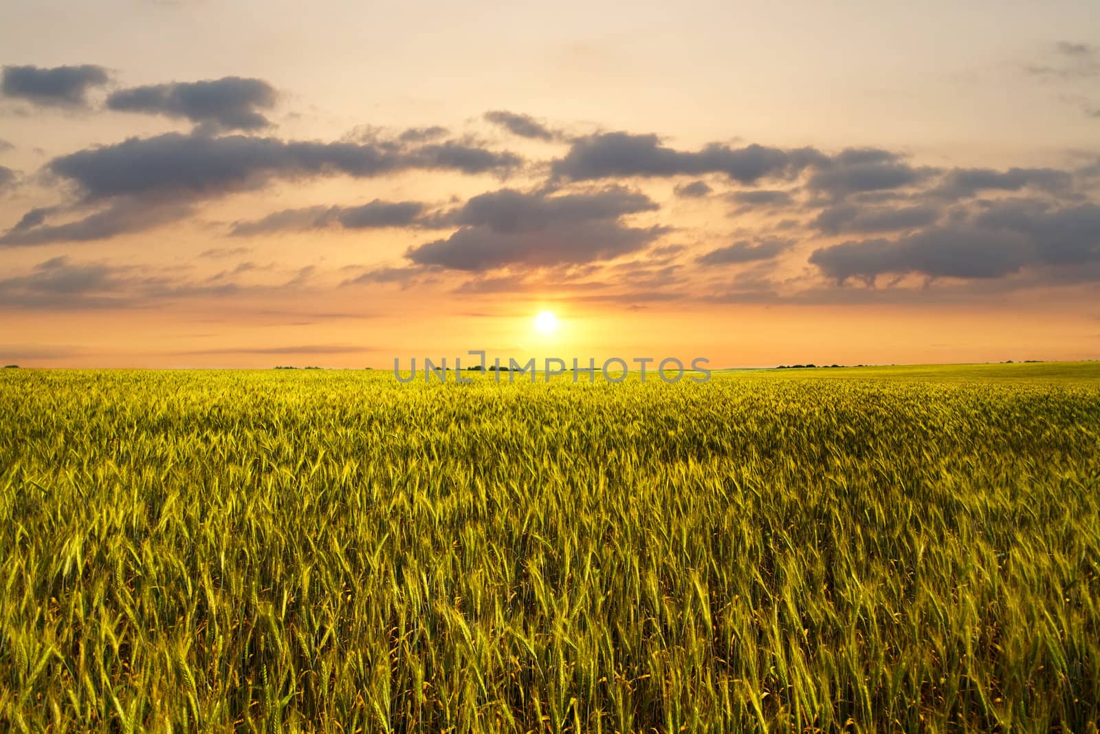 sunset on the wheat field