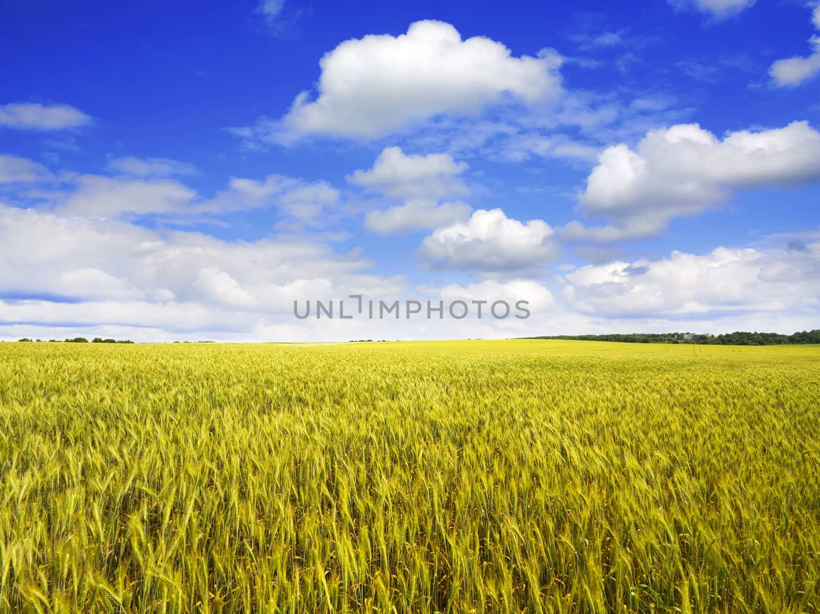 wheat field