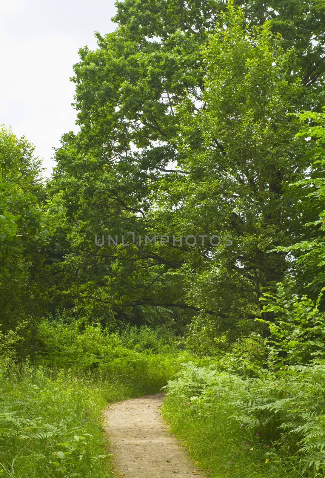 path in the woods