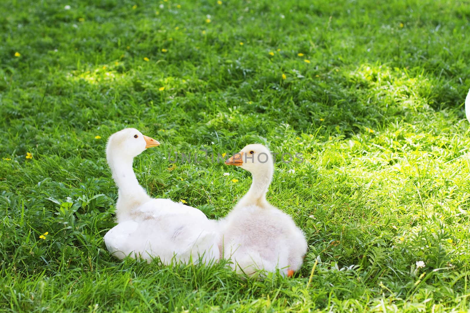 young geese