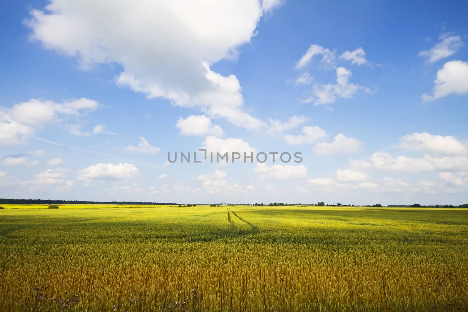 wheat field