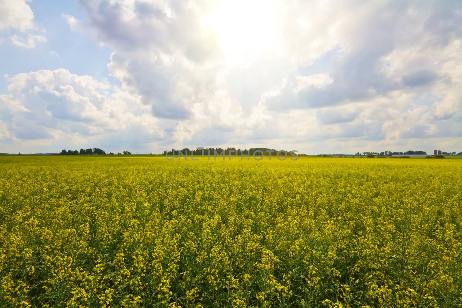 rapeseed field