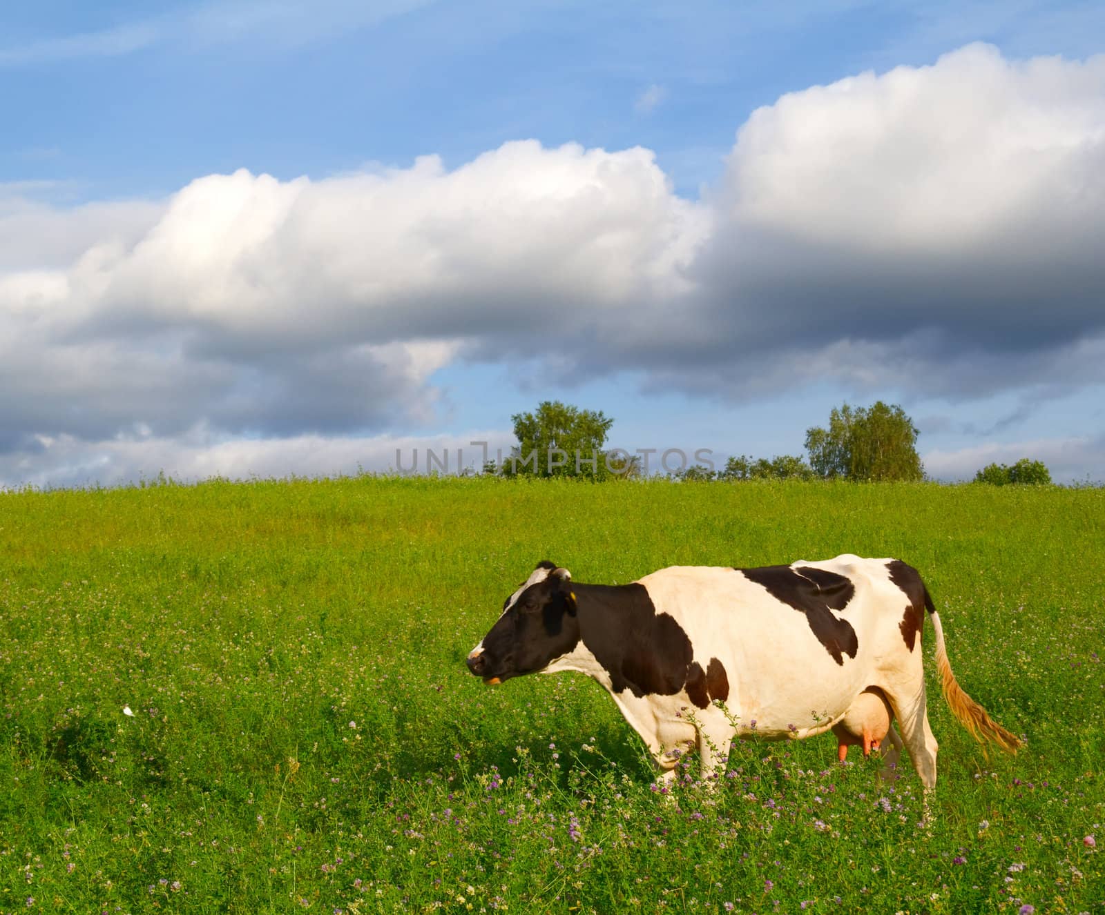 cow in the meadow