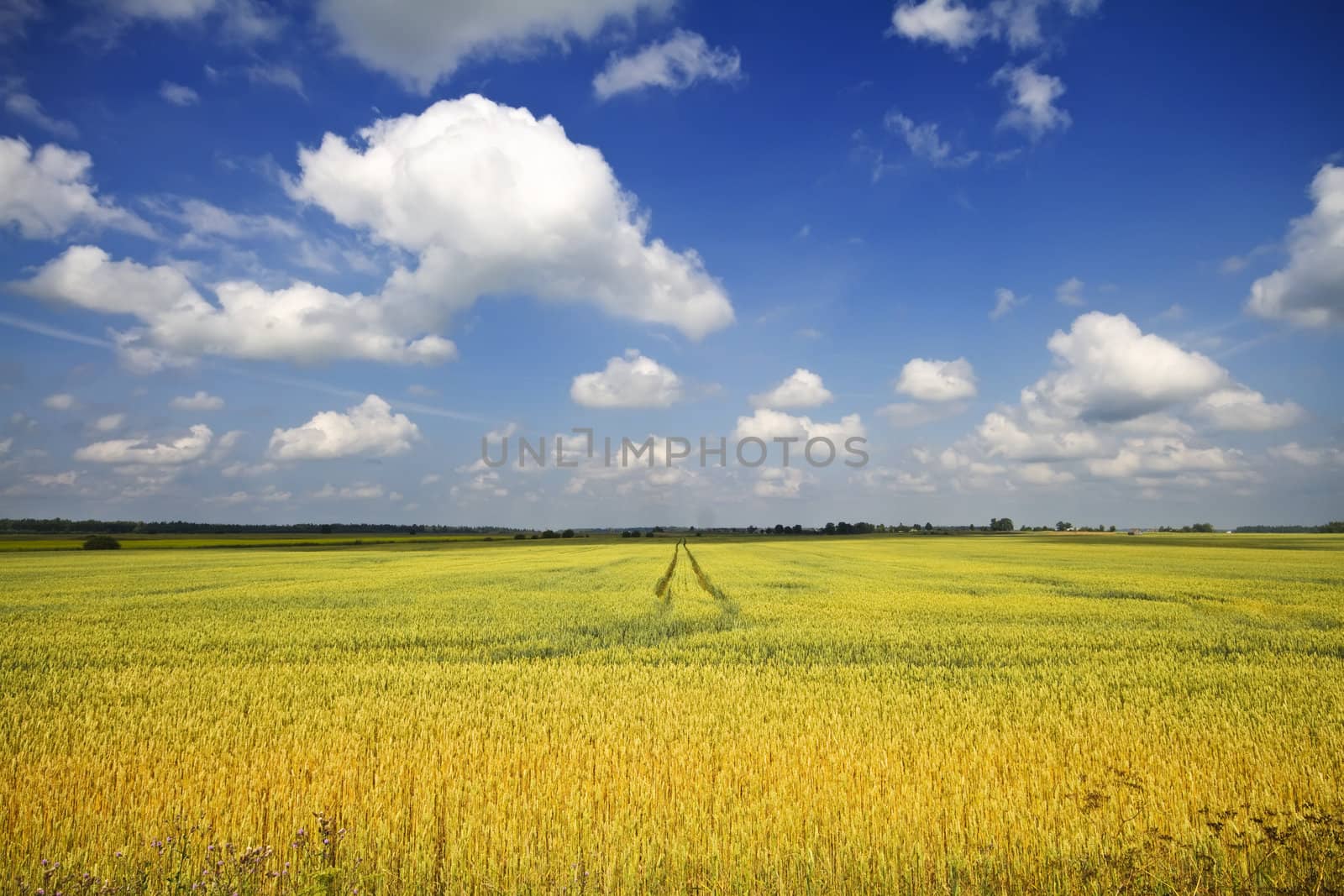 wheat field