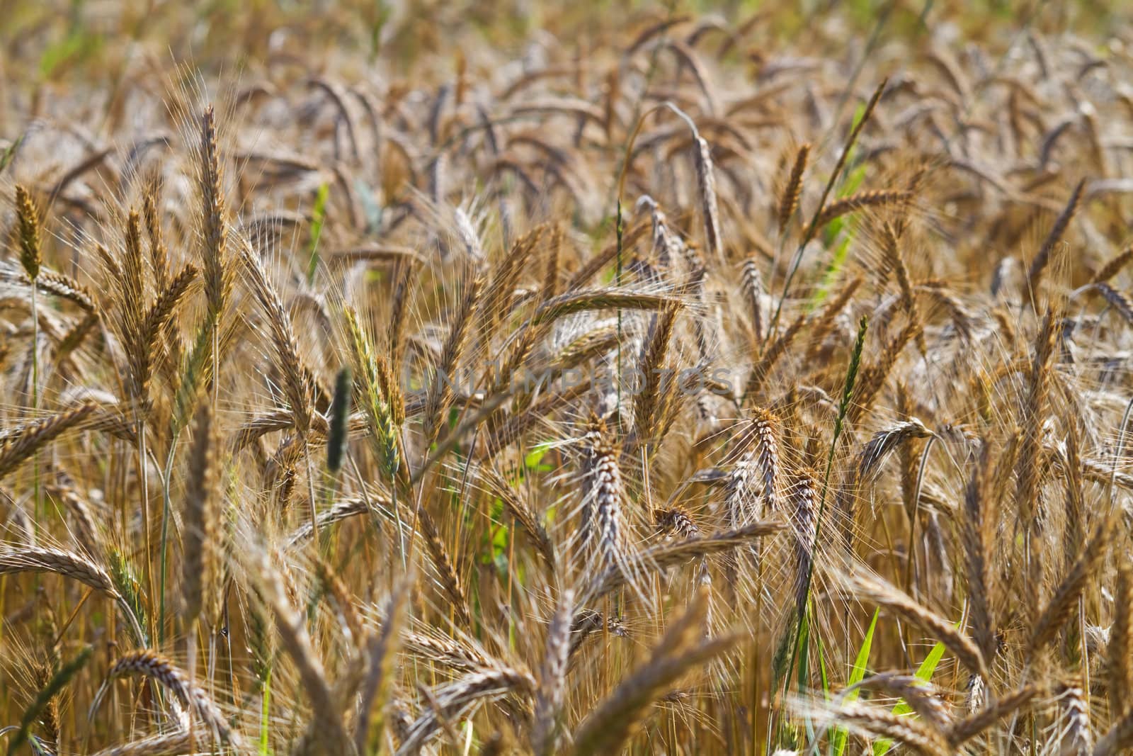 ripe rye, close