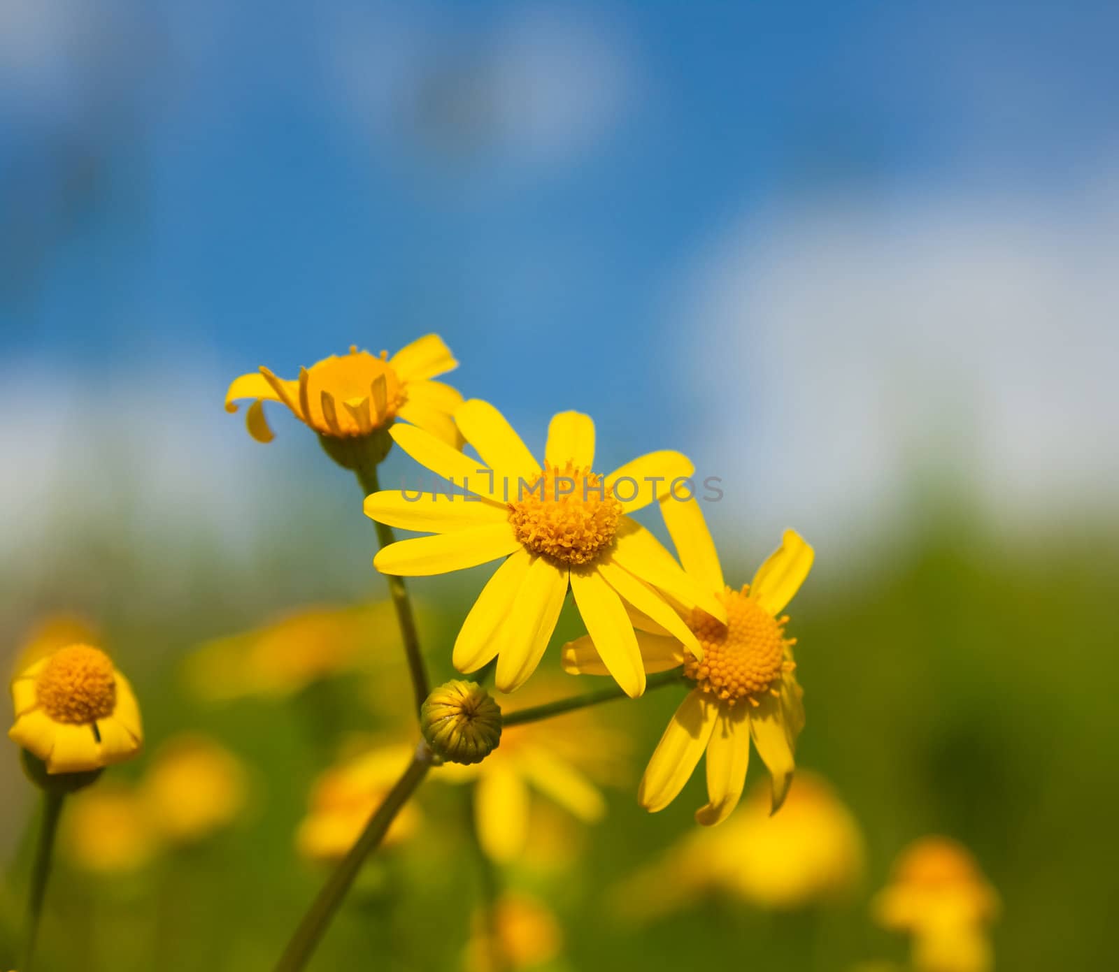 yellow daisy, macro