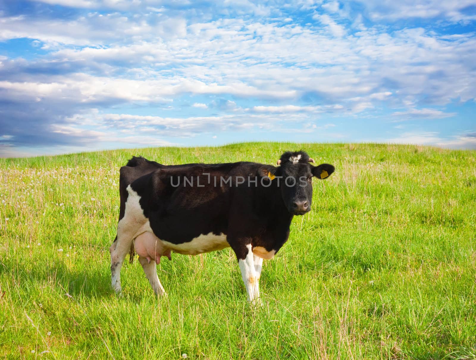 black cow in the meadow