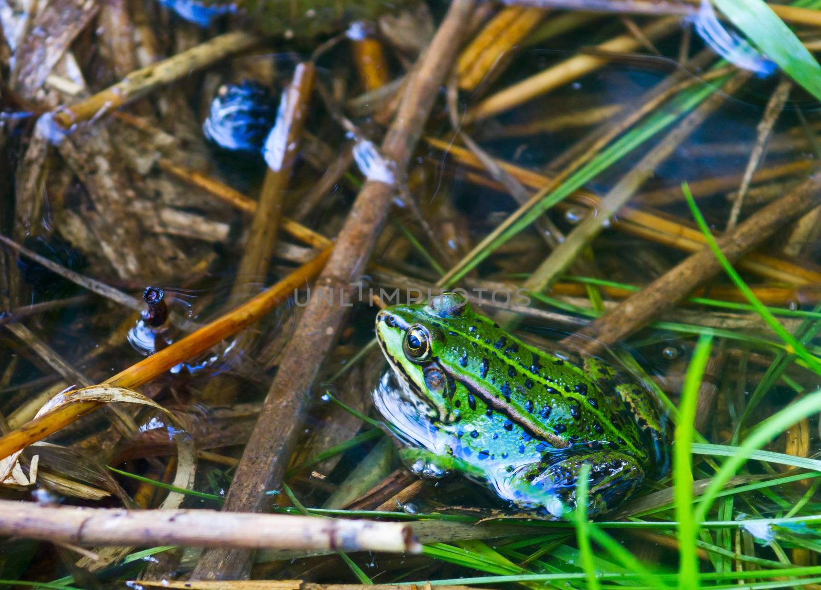 green frog in the pond