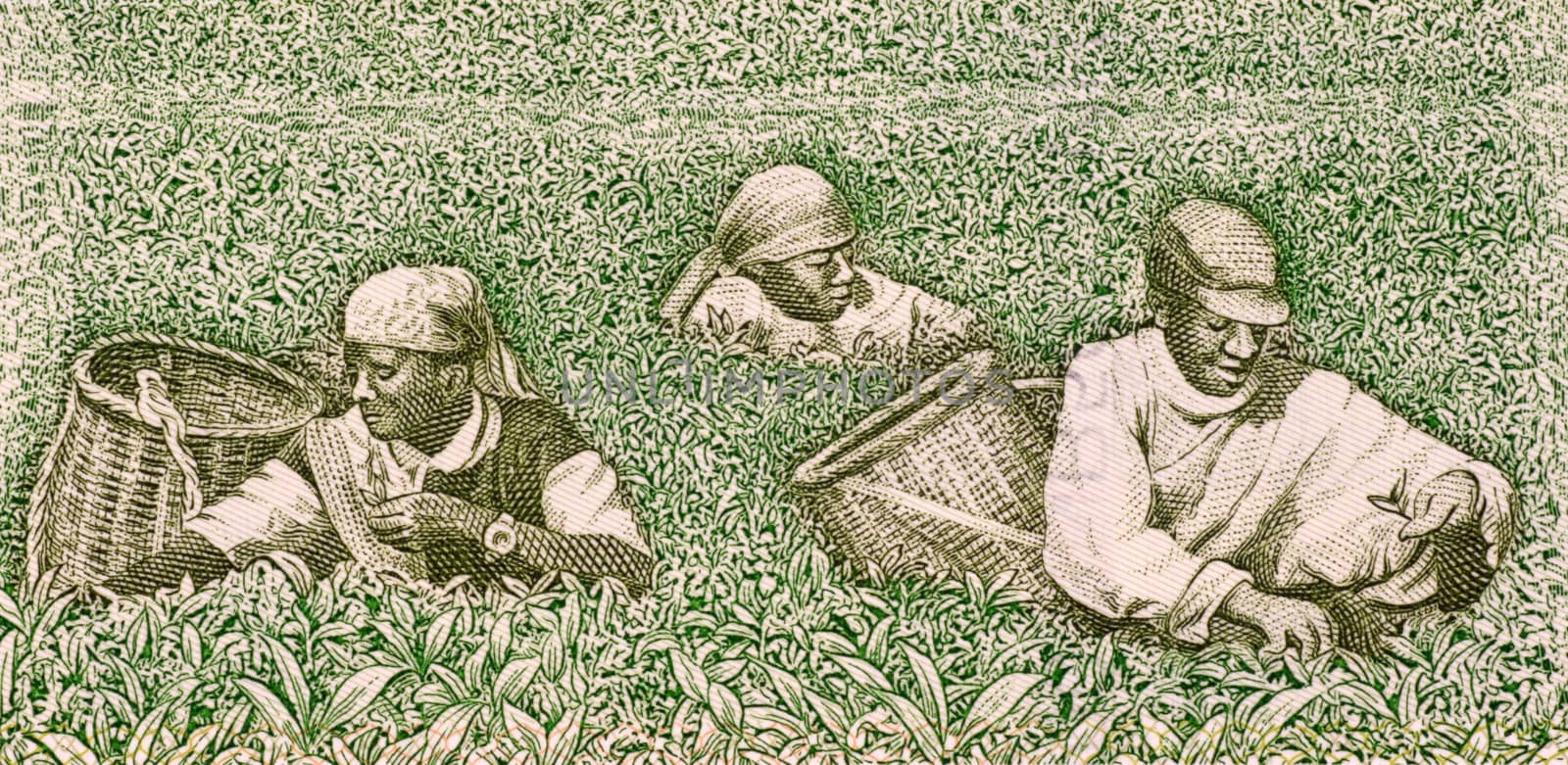 Farmers picking tea on 500 francs banknote from Rwanda
