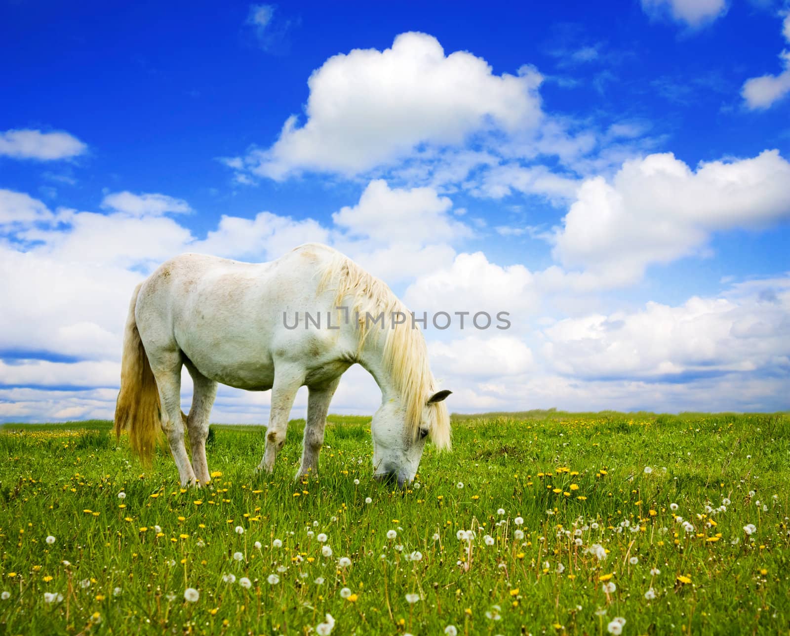 white horse on the meadow