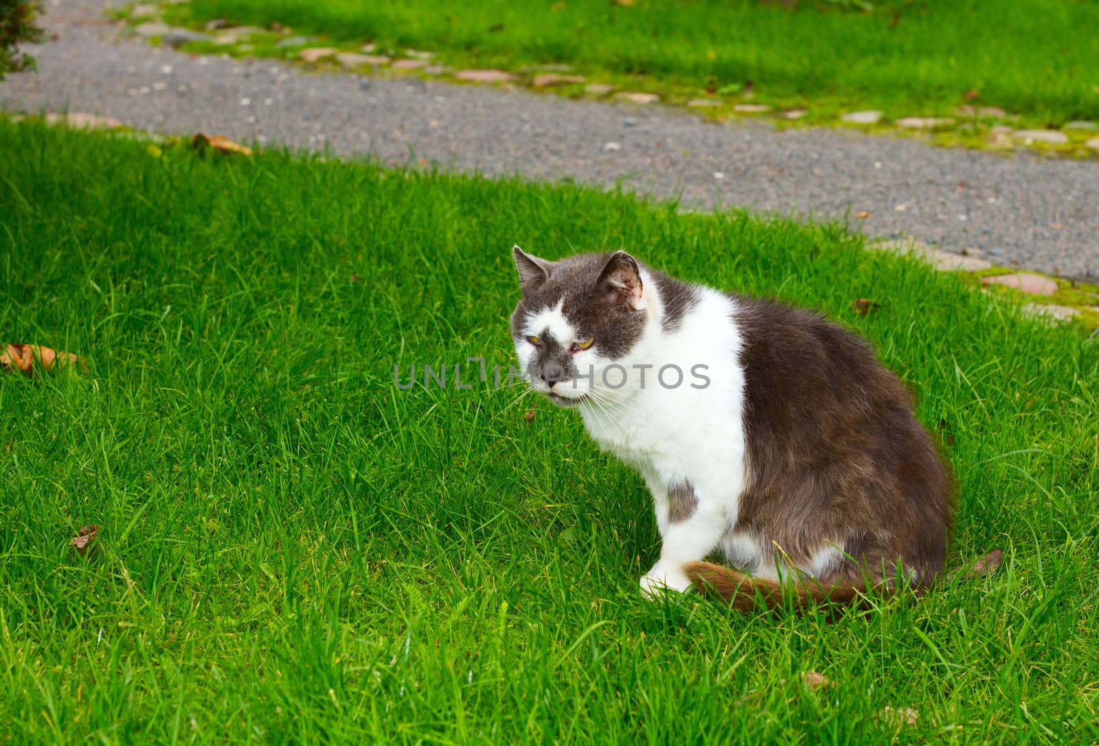 Cat in the green grass by aleksaskv