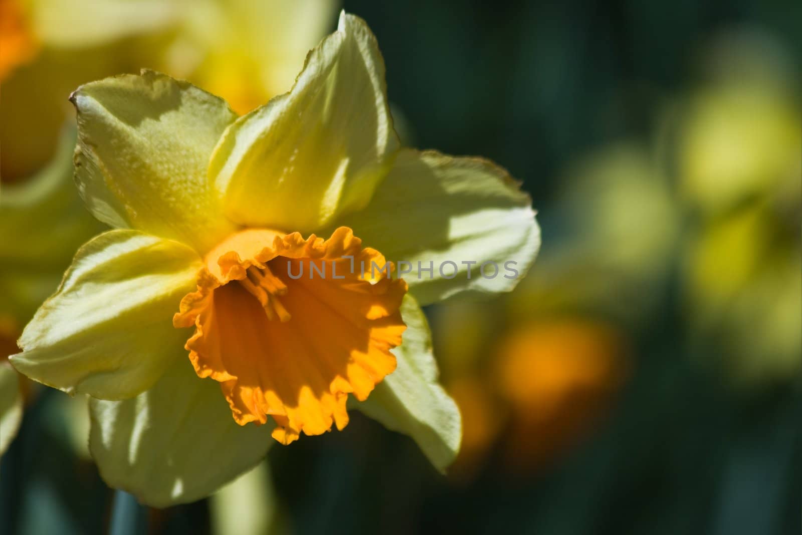 Yellow blooming daffodil in a spring garden
