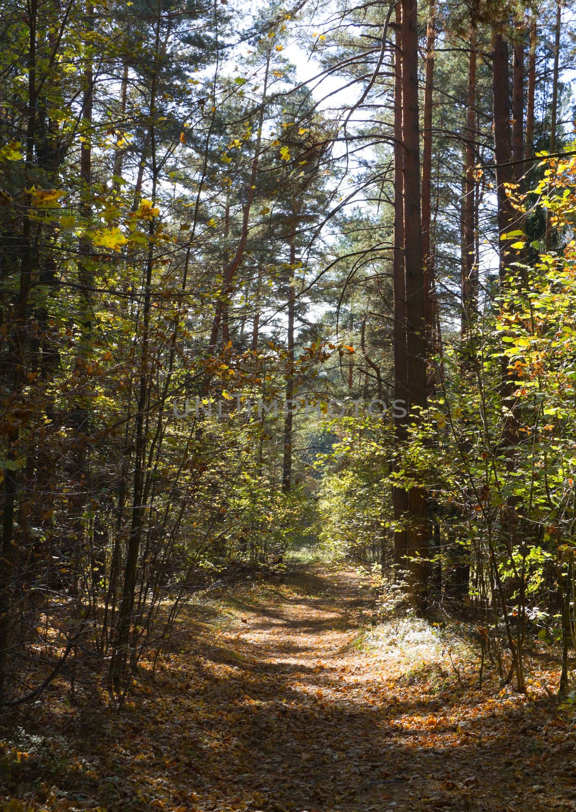 pathway in the autumn forest