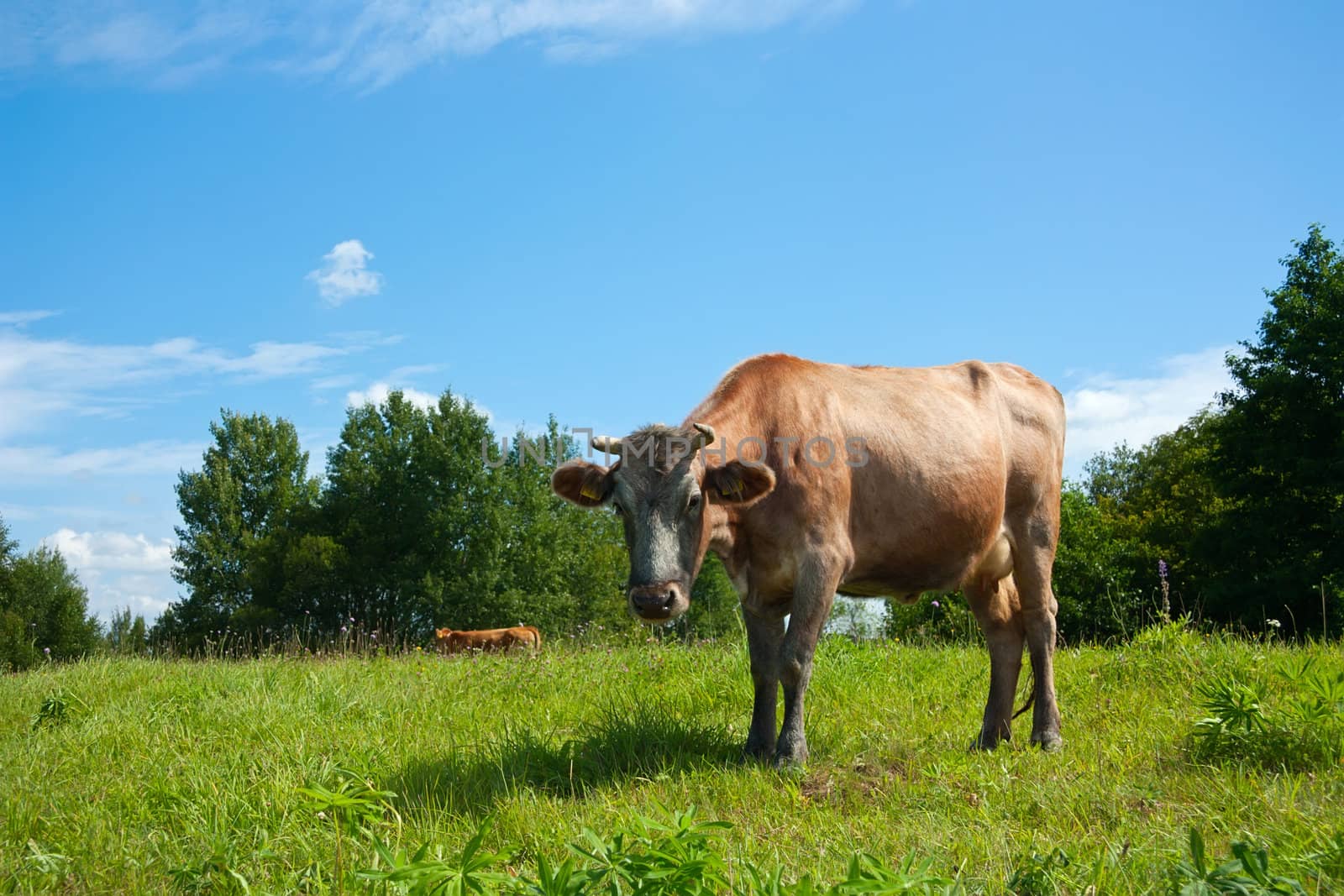 cow in the meadow