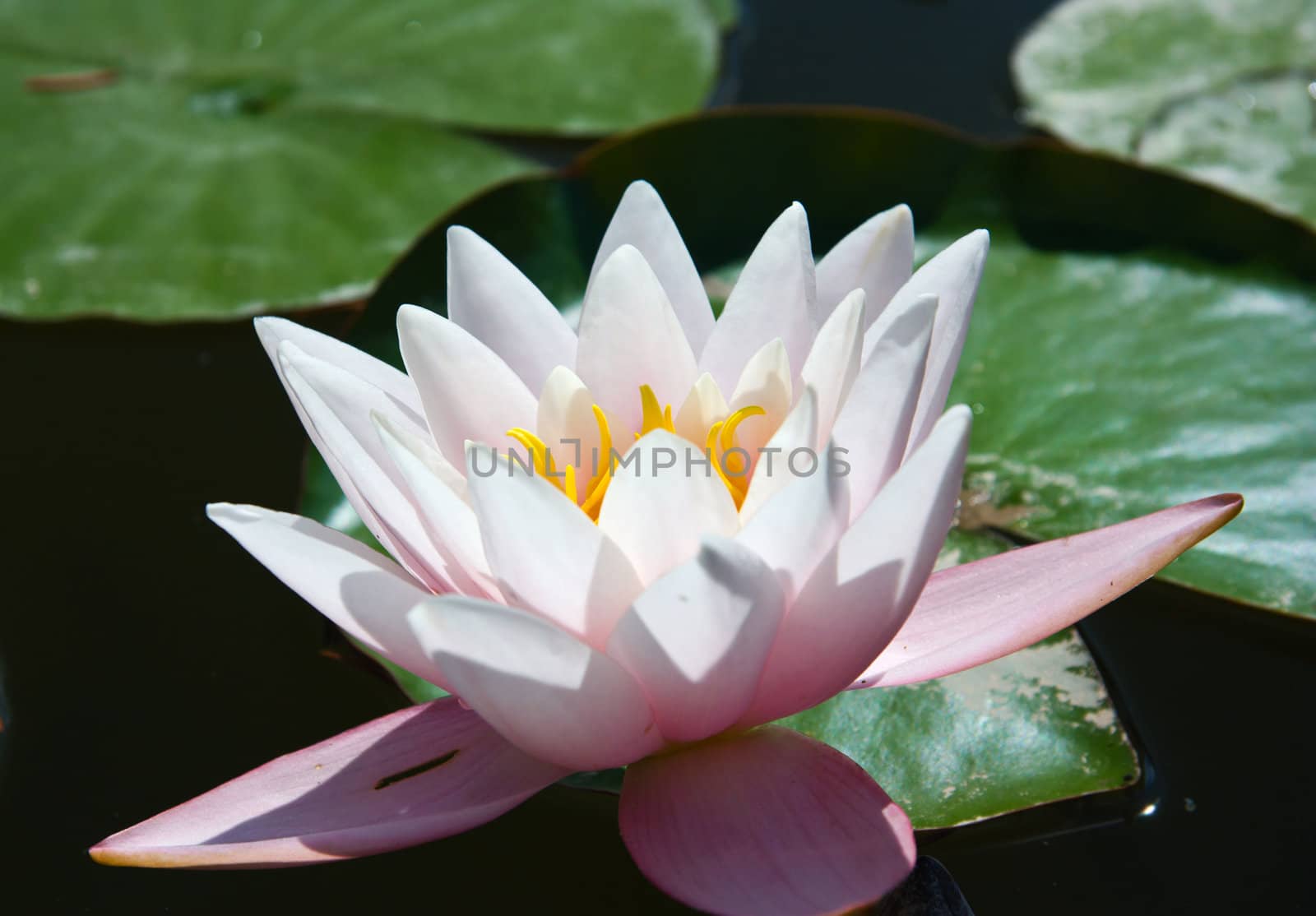 water lily